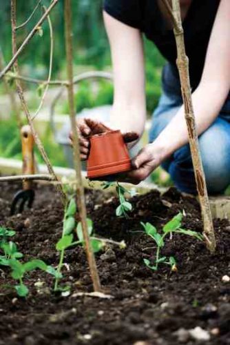 Save Space With Vertical Gardening